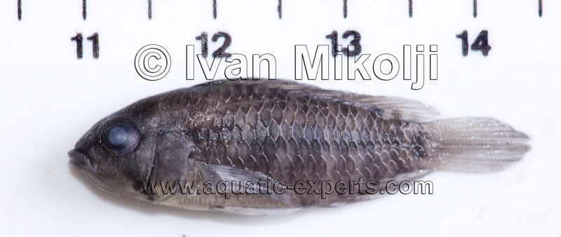 new species of apistogramas